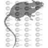 RATON