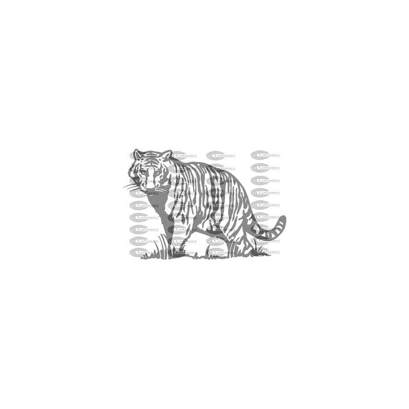TIGRE