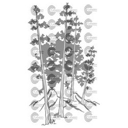 PAISAJE ARBOL