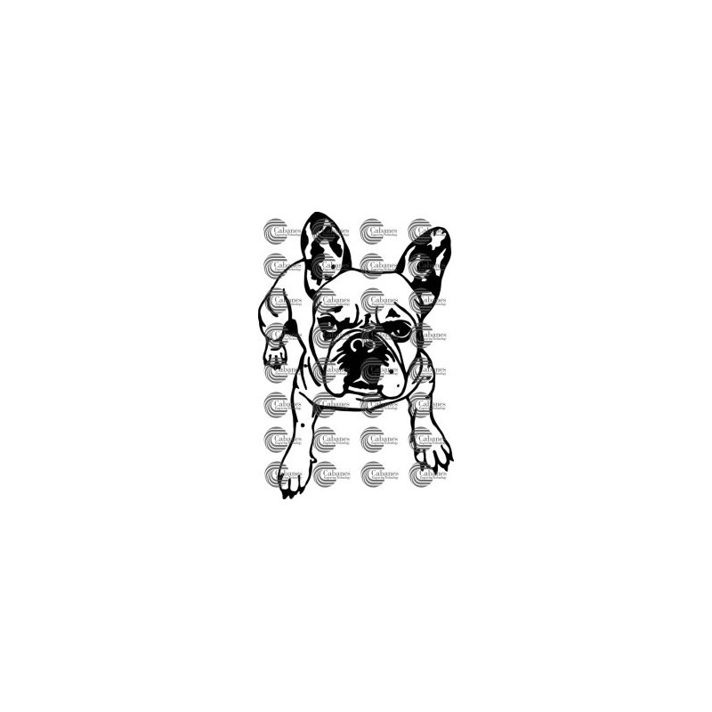 PERRO BULLDOG FRANCES