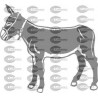 BURRO