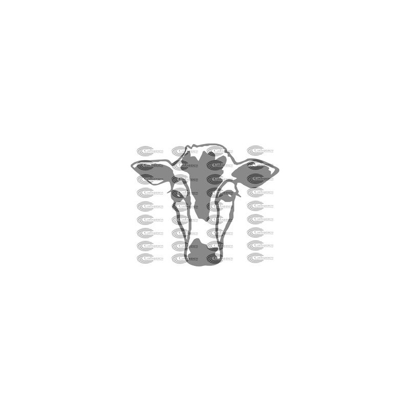 CABEZA VACA