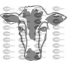 CABEZA VACA
