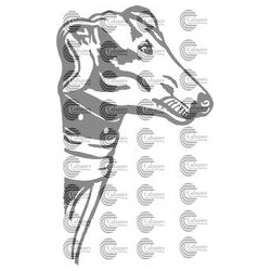 CABEZA PERRO GALGO