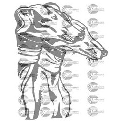 CABEZA PERRO GALGO