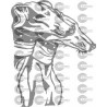 CABEZA PERRO GALGO