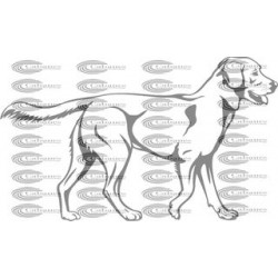 PERRO LABRADOR