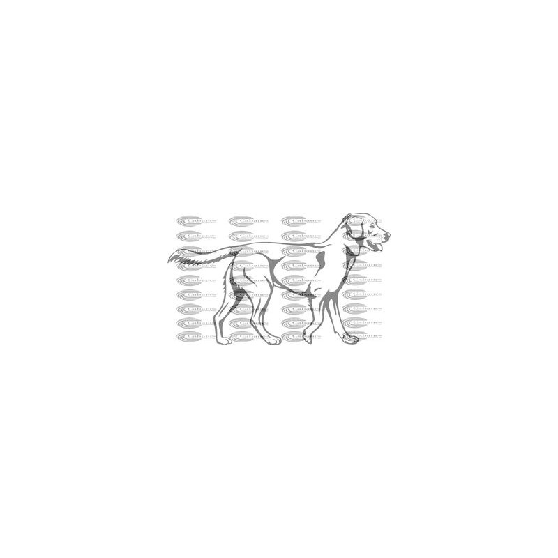 PERRO LABRADOR