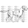 PERRO LABRADOR