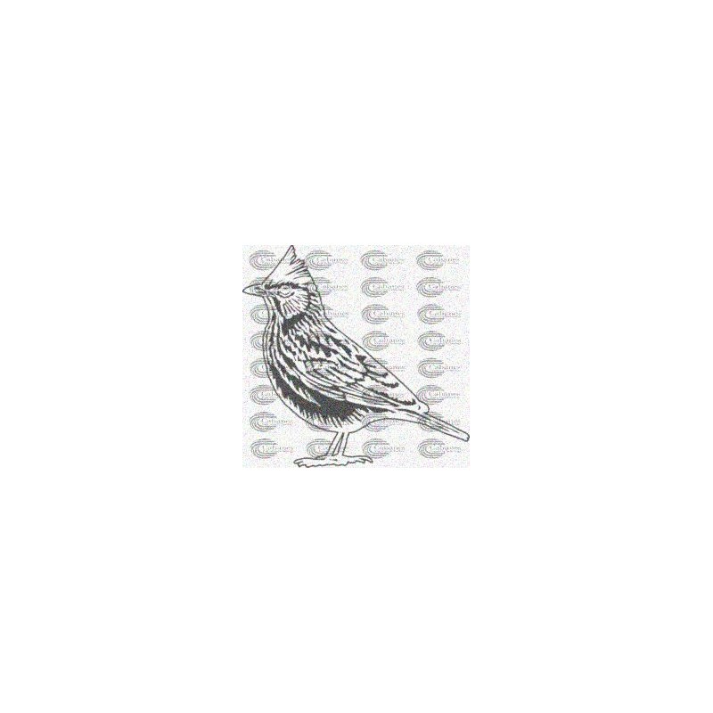 PAJARO ALONDRA