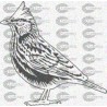 PAJARO ALONDRA