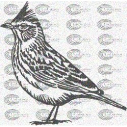 PAJARO ALONDRA
