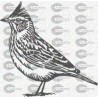 PAJARO ALONDRA