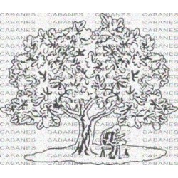 ARBOL HIGUERA HOMBRE